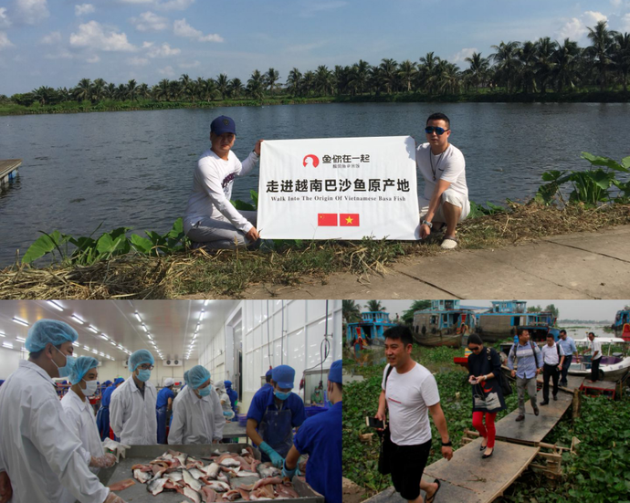 越南巴沙鱼养殖基地